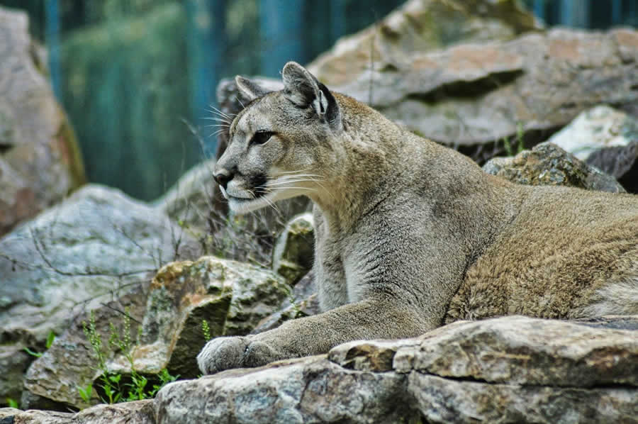 Vermont Catamount