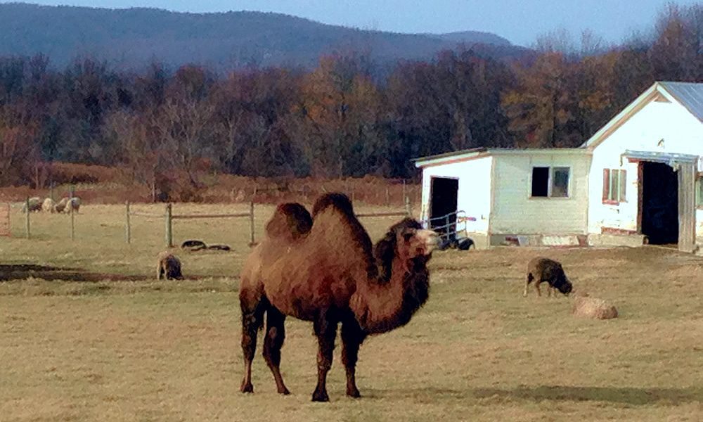 The Famous Camel of Ferrisburgh, VT Vermont's Very Best