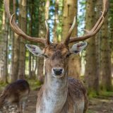 Vermont deer hunting season